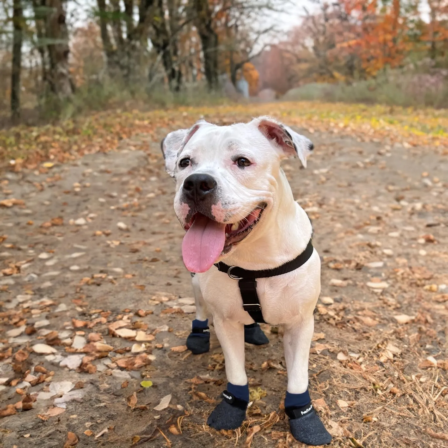 Double Dipped Thick Textured Waterproof Cotton Dog Socks | PawFlex Comfy Pawz Soft Indoor/Outdoor Pet Booties | Non-Slip Silicone Grip at Inner Wrist for No Twisting or Sliding Off| Adjustable Strap